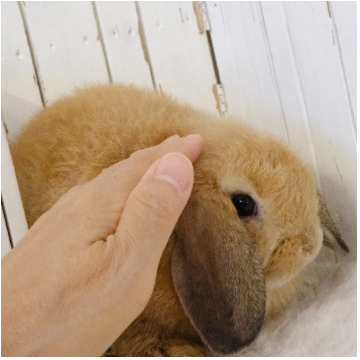 animal_image
