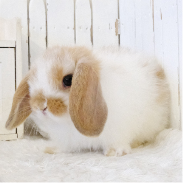 animal_image