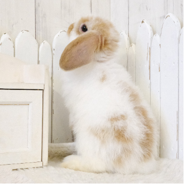 animal_image