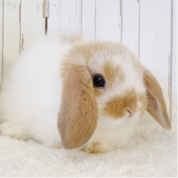 animal_image