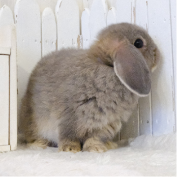 animal_image