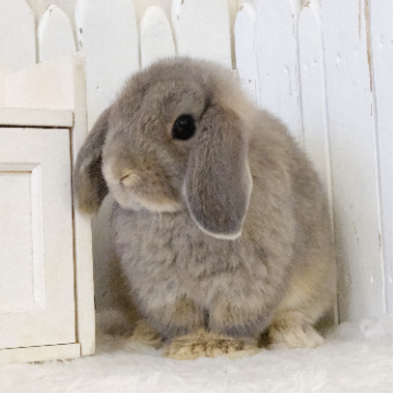 animal_image