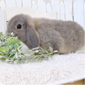 animal_image
