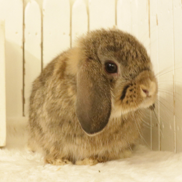 animal_image