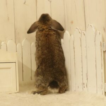 animal_image
