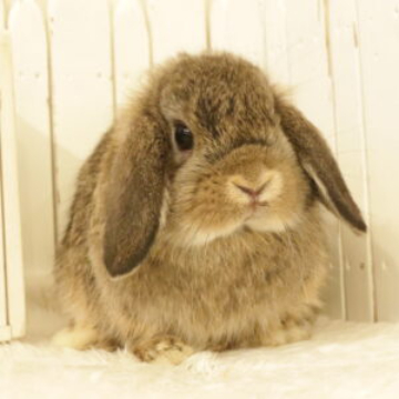 animal_image