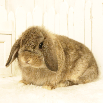 animal_image