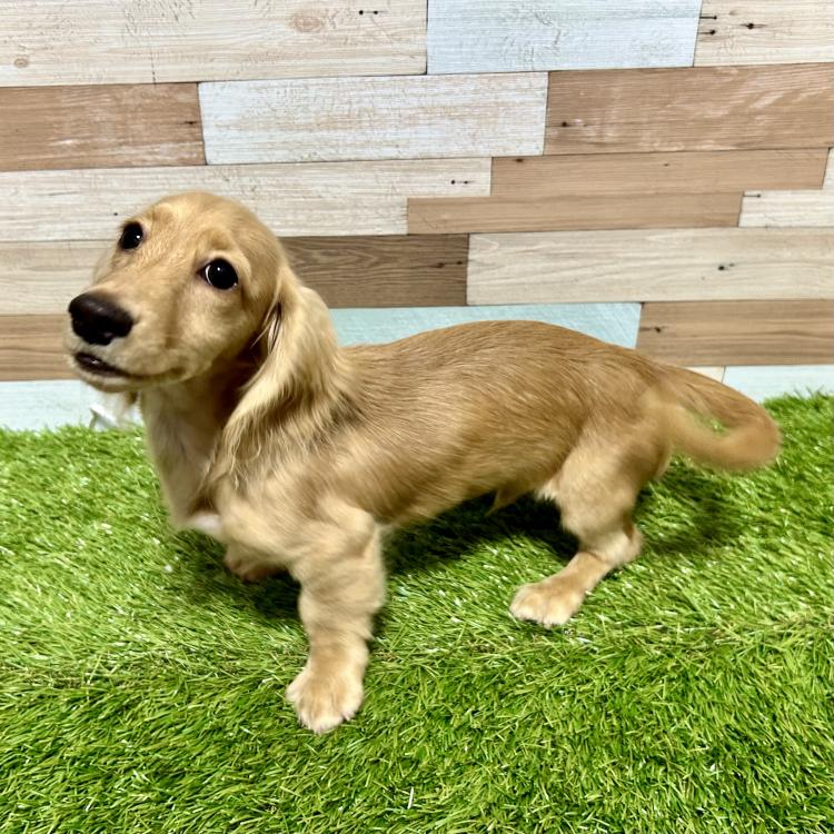 ワンニャンハウス 岐阜柳津店のミニチュア ・ダックスフンドの詳細