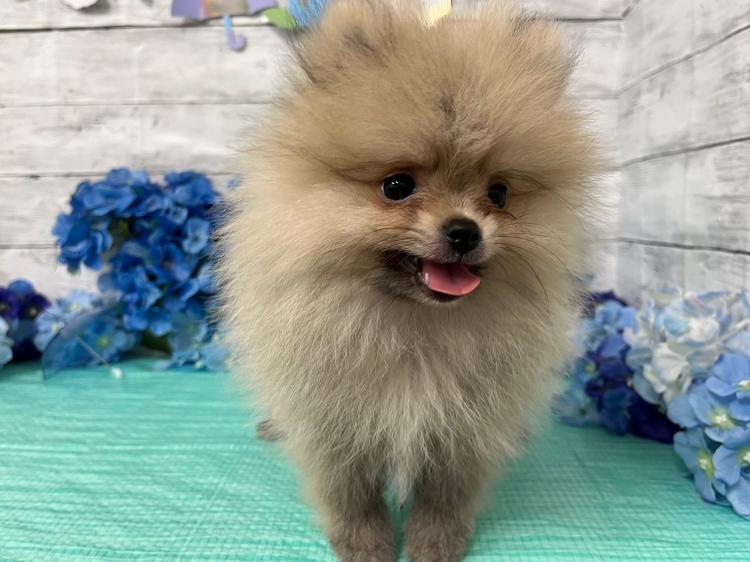 animal_image