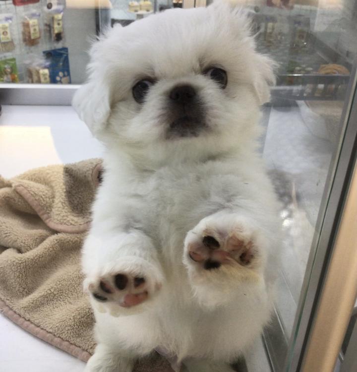 animal_image