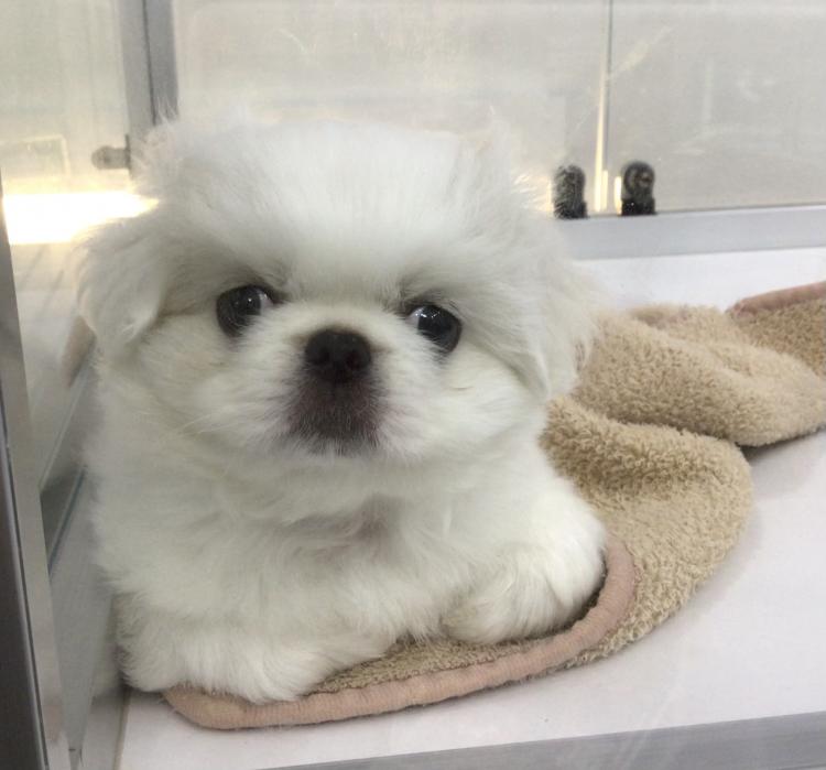 animal_image