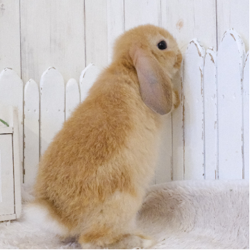 animal_image