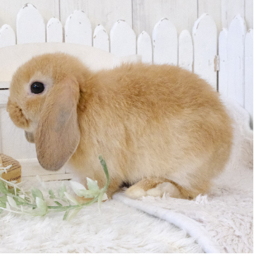 animal_image