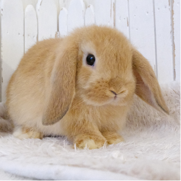animal_image