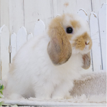 animal_image