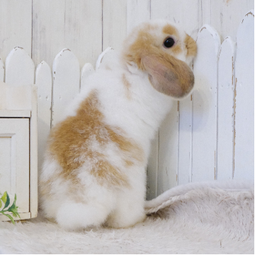 animal_image