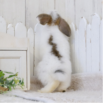 animal_image
