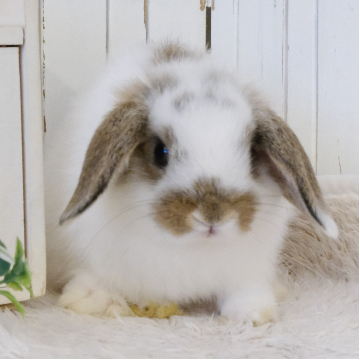 animal_image