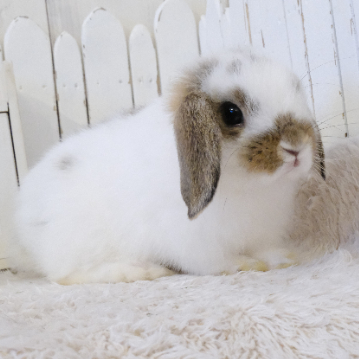 animal_image