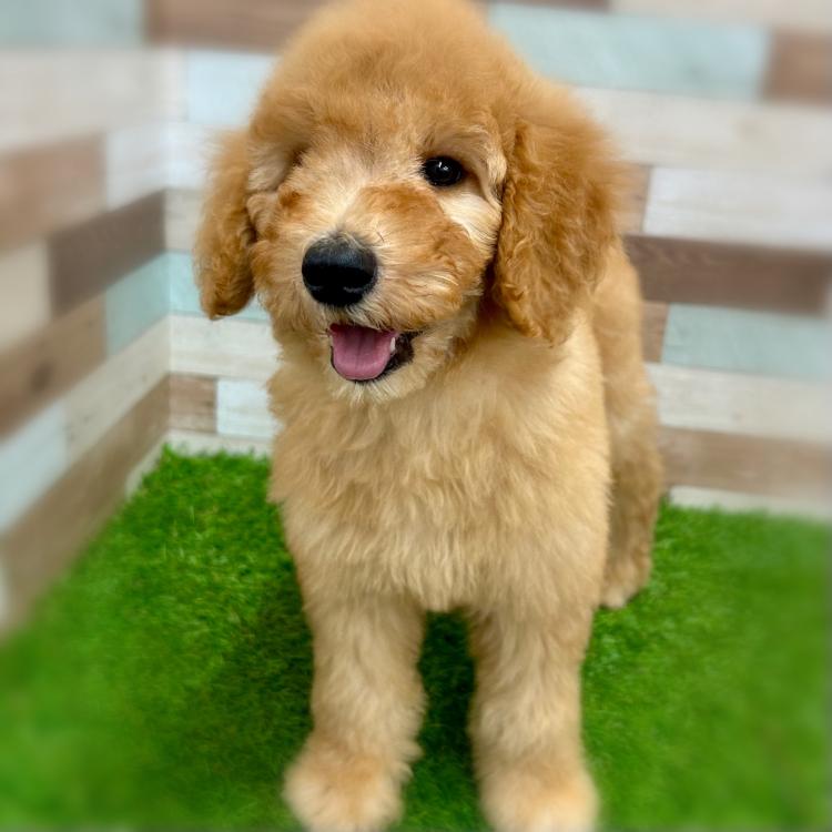 animal_image