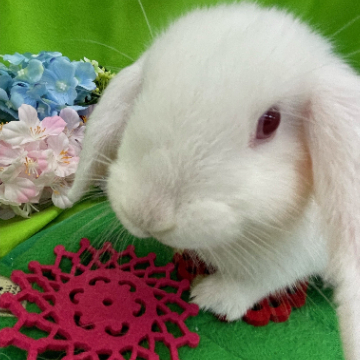 animal_image
