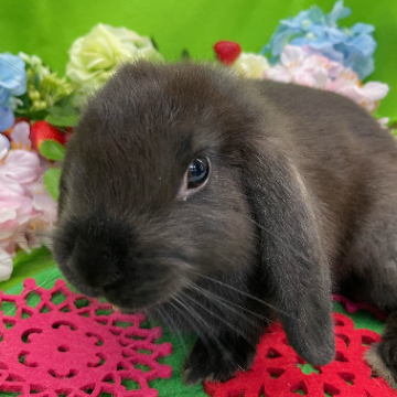 animal_image