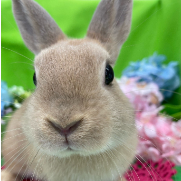 animal_image