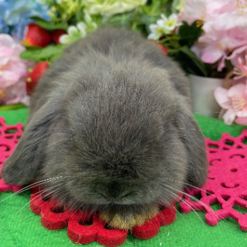 animal_image
