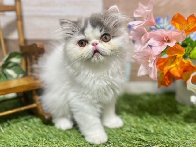 animal_image