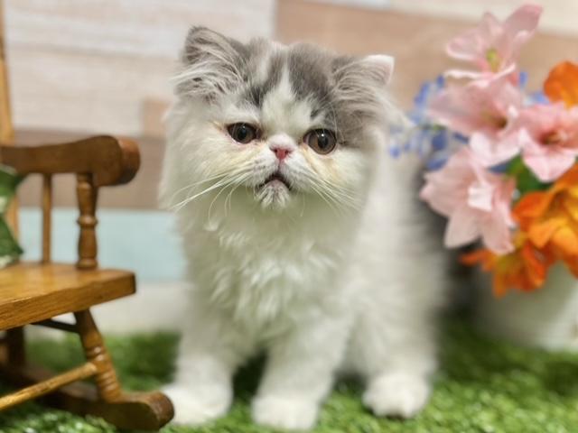 animal_image