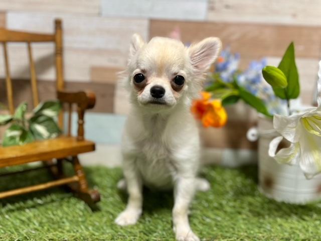 animal_image