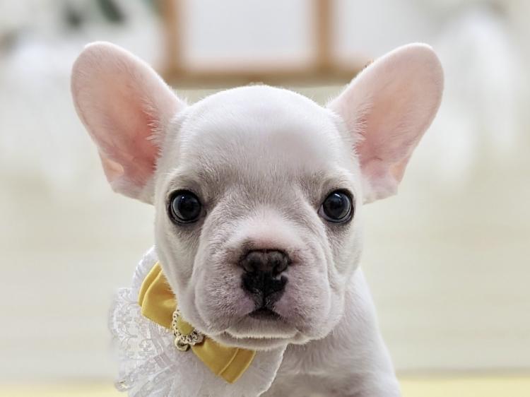 animal_image