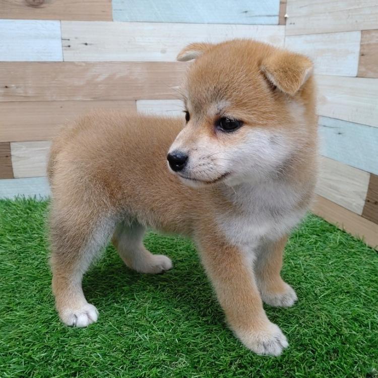 ロイヤルカナン 柴犬 成犬用8キロ 2個 （楽天市場】ロイヤル