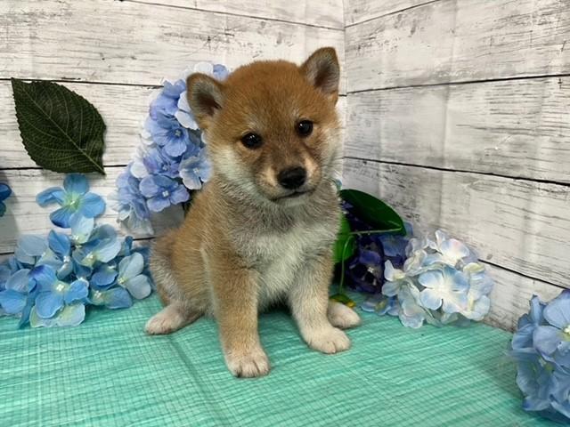 animal_image