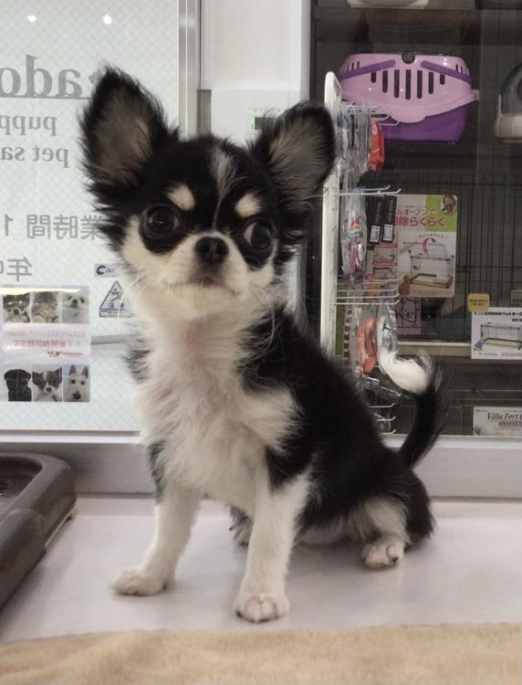 animal_image