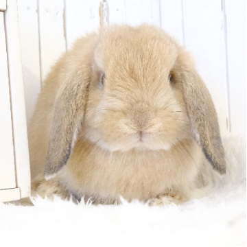 animal_image