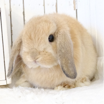 animal_image