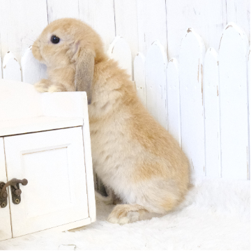 animal_image