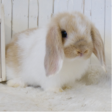 animal_image
