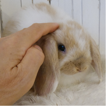 animal_image