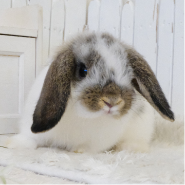 animal_image