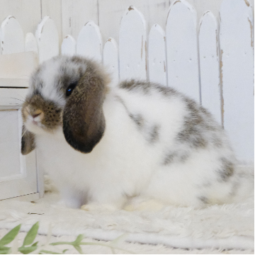 animal_image