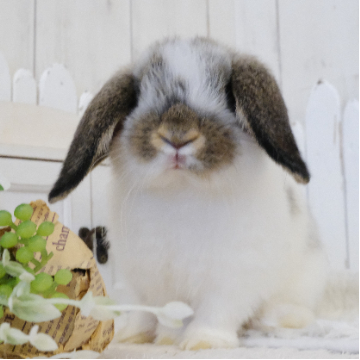 animal_image