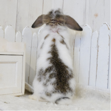 animal_image