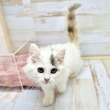 animal_image