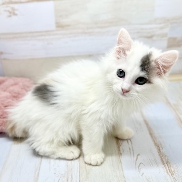 animal_image