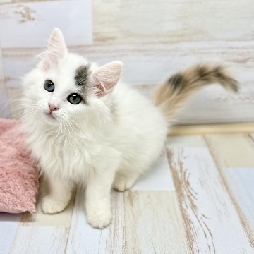 animal_image