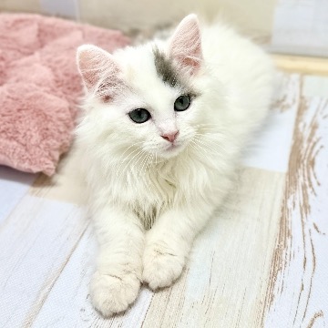 animal_image