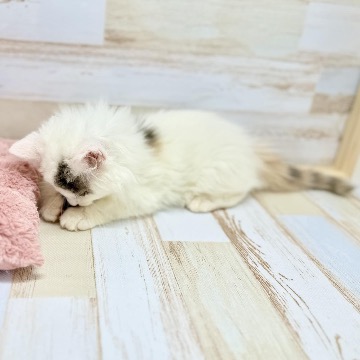 animal_image