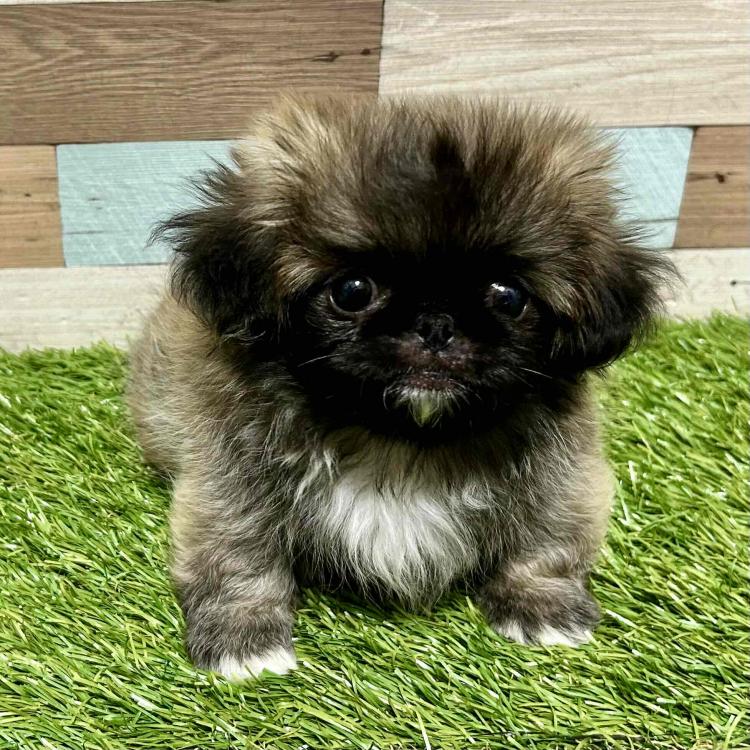 animal_image